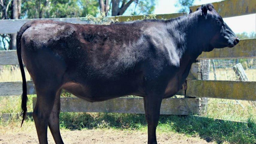 wagyu